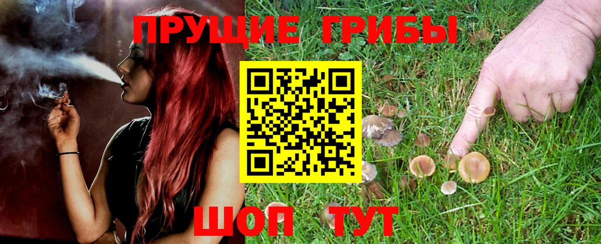 Галлюциногенные грибы Psilocybe Холмск